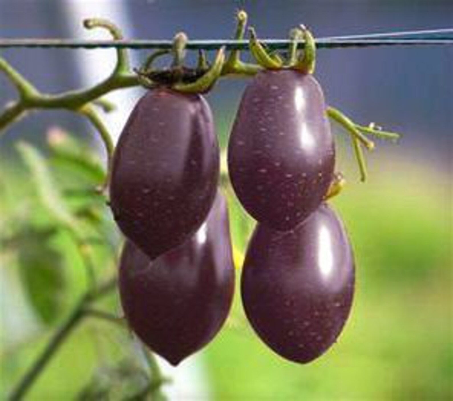 Purple Grape Cherry Tomato Solanum lycopersicum for planting in urban garden
